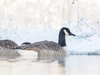 Bernache du Canada (Branta canadensis) nageant sur une eau partiellement gelée en hiver, oiseau...