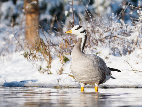 Oie &agrave; t&ecirc;te barr&eacute;e Anser indicus debout dans l&rsquo;eau en hiver, plumage gris et t&ecirc;te blanche, sc&egrave;ne animali&egrave;re en milieu enneig&eacute;