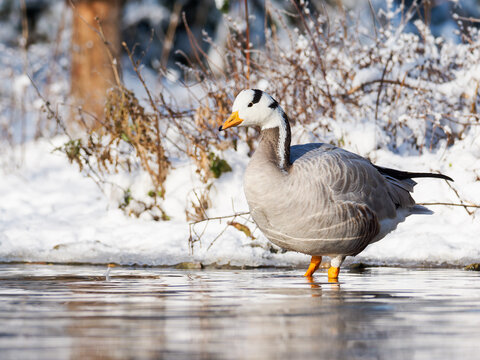 Oie &agrave; t&ecirc;te barr&eacute;e Anser indicus debout dans l&rsquo;eau en hiver, plumage gris et t&ecirc;te blanche, sc&egrave;ne animali&egrave;re en milieu enneig&eacute;