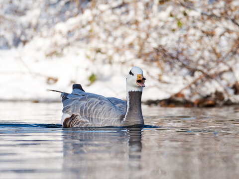 Oie &agrave; t&ecirc;te barr&eacute;e Anser indicus nageant sur une eau calme en hiver, portrait de face et sc&egrave;ne animali&egrave;re en milieu enneig&eacute;