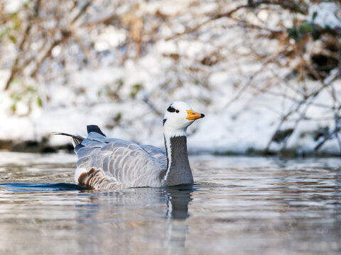 Oie &agrave; t&ecirc;te barr&eacute;e Anser indicus nageant sur une eau calme en hiver, portrait de face et sc&egrave;ne animali&egrave;re en milieu enneig&eacute;