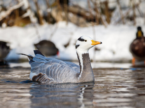 Oie &agrave; t&ecirc;te barr&eacute;e Anser indicus nageant sur une eau calme en hiver, portrait de face et sc&egrave;ne animali&egrave;re en milieu enneig&eacute;
