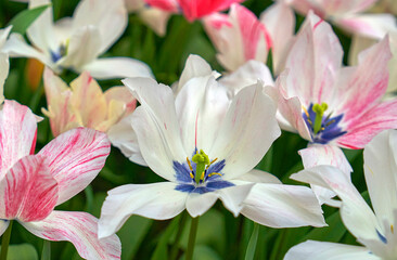 Obraz premium Karate sort tulips in spring blossom 