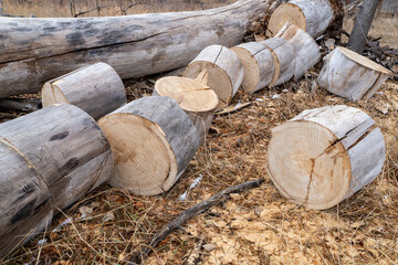 old cottonwood tree stump and large cut portions of stump in a pile in a riparian forest along Poudre River in Colorado