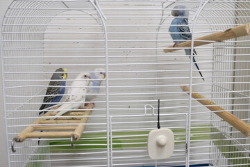 A group of colorful budgerigars perched inside a cage with one bird sitting apart. The image...