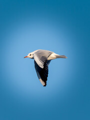 Obraz premium Mouette rieuse (Chroicocephalus ridibundus) en vol sur fond de ciel bleu en hiver