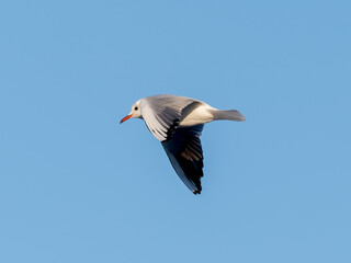 Obraz premium Mouette rieuse (Chroicocephalus ridibundus) en vol sur fond de ciel bleu en hiver
