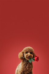 Adorable brown poodle holding a red rose in its mouth, set against a vibrant red background, capturing a playful and affectionate moment in a charming pet portrait