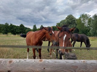 Fototapeta premium Group of thoroughbred horses grazing on green meadow under cloudy sky