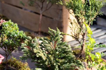 Small branches of different bonsai trees photographed at a party; part of the photograph is blurry