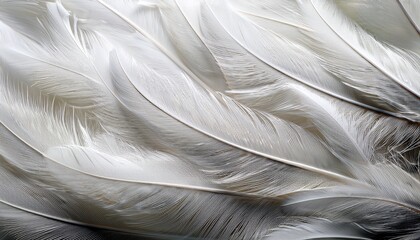 closeup white feathers background for calm concept delicate white feathers illuminated showcasing intricate patterns