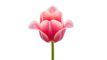 Beautiful pink tulip flower bud with green stem isolated on transparent background