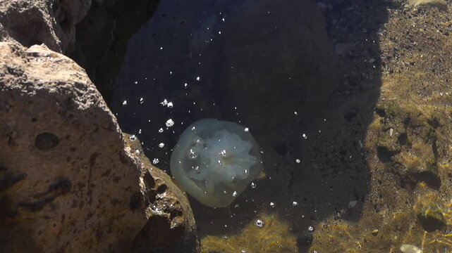 Top down view of a white jellyfish drifting in sunlit shallow coastal water between rocks, revealing delicate tentacles and sandy patterns beneath the surface.