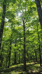 Obraz premium Celebrating world environment day in a lush green forest bathed in sunlight s warm glow