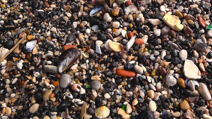 Top down view of glossy wet seashells and colorful pebbles on a Portuguese rocky shoreline, revealing rich textures and natural patterns with gentle rotating motion. - Powered by Adobe