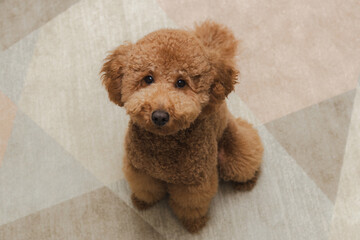 Sweet Brown Puppy With Head Tilt Displaying Round Eyes And Fluffy Ears In Welcoming Indoor Environment