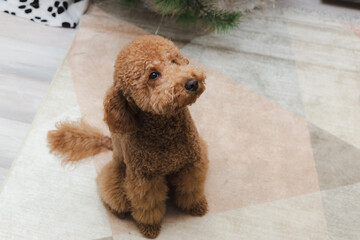 Poodle Practicing Attentive Behavior, Dog Sitting Patiently On Rug During Obedience Training Session