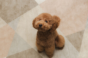 Elegant Poodle Portrait, Refined Brown Poodle Seated Gracefully With Geometric Carpet And Neutral Colors