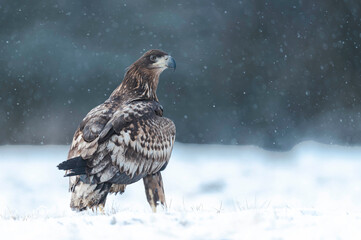 Seeadler Close Up
