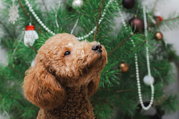 Eager Puppy With Brown Fur Carefully Inspects Luminous Holiday Ornaments In Warm Festive Lighting