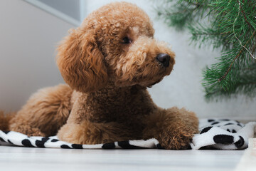 Enthusiastic Protective Dog Displays Keen Interest And Attentiveness Around Holiday Pine Decorations Inside