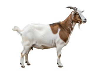 white and brown horned goat isolated on white background