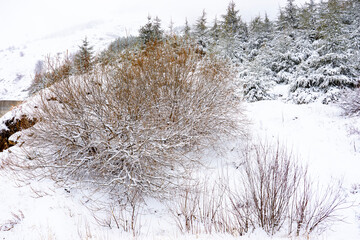 Winter landscape showing snow covered trees and valley.
