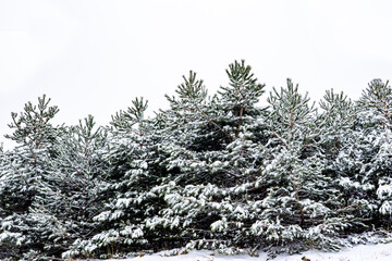 Snowy pine tree forest creating winter landscape background