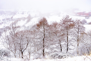 Winter landscape showing snow covered trees and valley.
