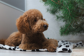 Playful Brown Poodle Investigates Decorated Christmas Tree With Ornaments And Garland Indoors