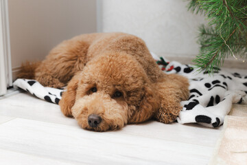 Dog Standing Watch By Household Doorway, Brown Poodle Resting Attentively At Doorway Entrance Scene