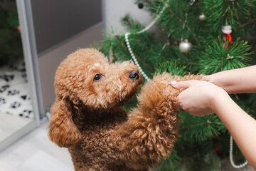 Lively Scene Of Cheerful Dog Engaging With Human During Christmas Festivities And Decorations