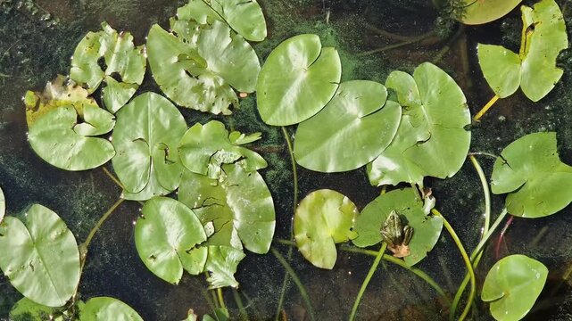 Frog sits on a leaf of a river lily. Small frog on a water lily in the river, top view. Nature in summer. Flora and fauna. Frog sits on a leaf in a pond