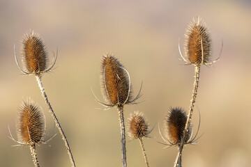 Obraz premium Close-up of spiny teasel seed heads on slender stems, bathed in warm golden backlight. A natural, rustic, textural scene ideal for nature, botanical, and seasonal design projects.