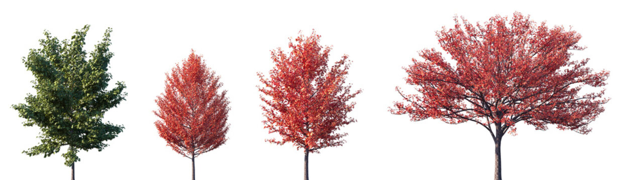 Set of autumn and summer Acer rubrum (the red maple, swamp maple, water maple, or soft maple) frontal street trees isolated png in sunny daylight on a transparent background perfectly cutout