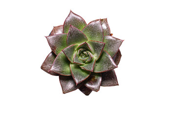Succulent plant rosette isolated