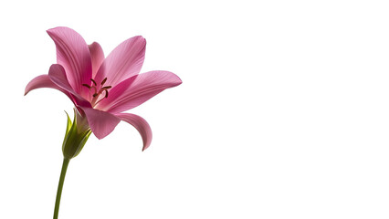 Obraz premium Nerine flower with recurved petals and graceful stem, photographed for refined botanical design use. Isolated on White background.