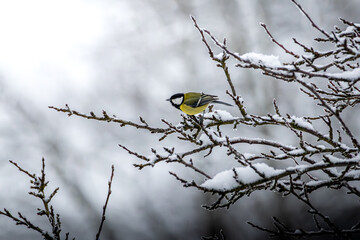 Kohlmeisen im Winter 