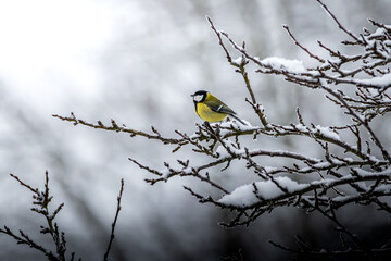 Kohlmeisen im Winter 