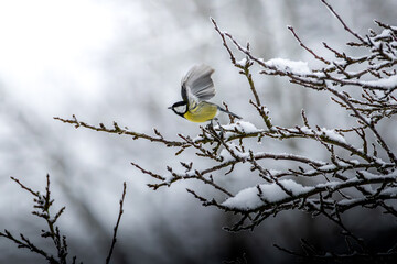 Kohlmeisen im Winter 