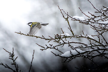 Kohlmeisen im Winter 