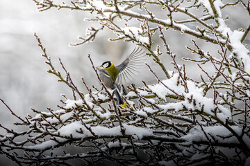 Kohlmeisen im Winter 