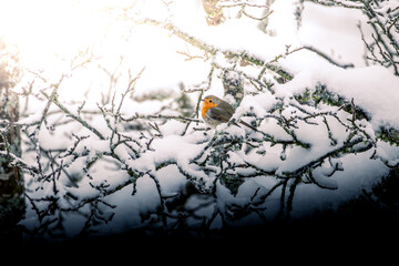 Rotkehlchen im Winter 