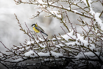 Kohlmeisen im Winter 