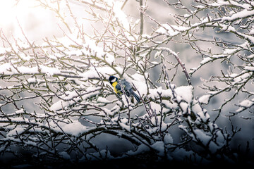 Kohlmeisen im Winter 