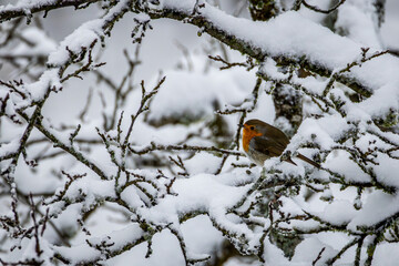 Rotkehlchen im Winter 