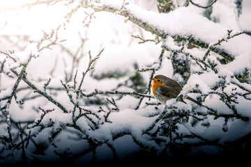 Rotkehlchen im Winter 