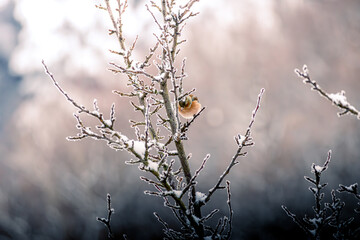 Rotkehlchen im Winter 