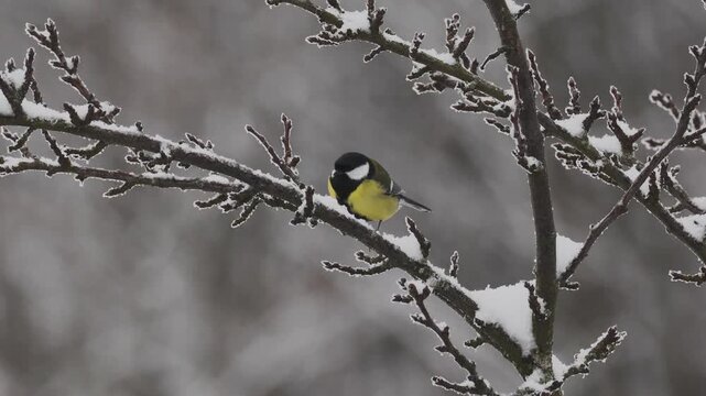 Kohlmeisen im Winter 