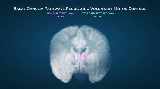 Healthy Basal Ganglia Motor Circuit Coronal View